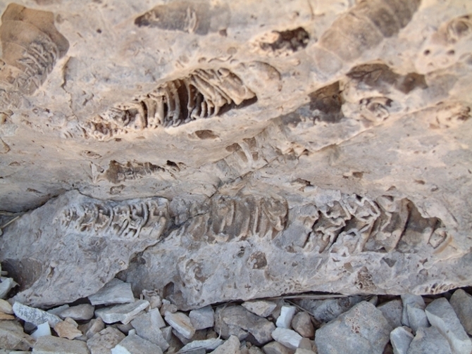 Impronte di fossili